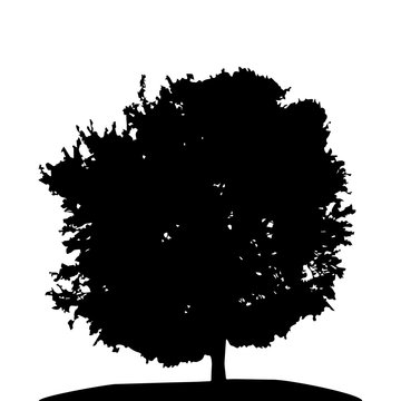 Black and White Silhouette of Deciduous Tree, whose branches dev