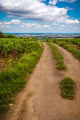 Fototapeta na wymiar route des vignes