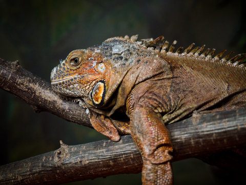 A big beautiful lizard lies on a branch with open eyes