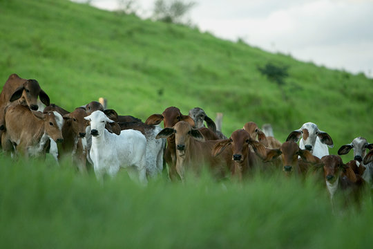 Fazenda de leiteiro