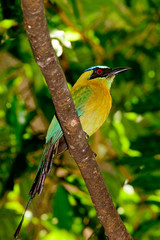 Lesson's motmot, blue-crowned motmot or blue-diademed motmot (Momotus lessonii). Full length profile looking right. Bokeh background with jungle.