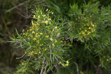 Rubia tinctorum, Razavi Khorasan, Iran