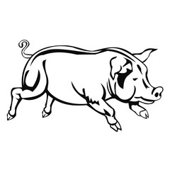 Pig