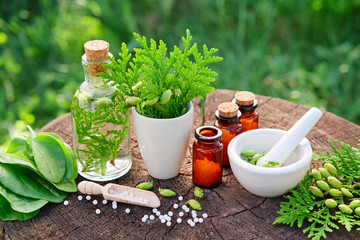 Bottles of homeopathic globules, Thuja occidentalis, Plantago major drugs and mortar. Homeopathy...