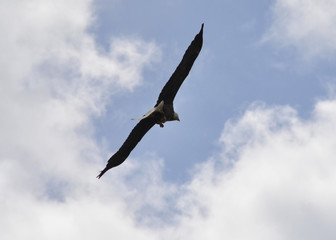 Bald eagle 