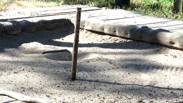 Horseshoes landing near pole in pit of sand creates dust in sunlight