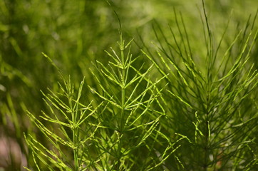 Flora in Maine Ferns Green