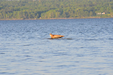 Harbor seal