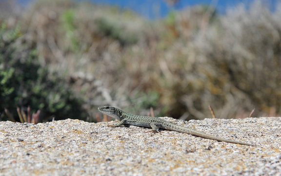 Lizard, Santorini, Greece