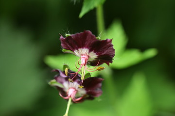 Géranium brun (Geranium phaeum)