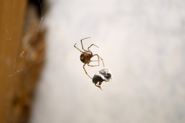 Fototapeta premium A spider caught a prey in the net