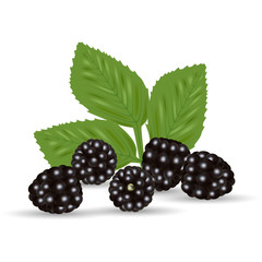 Composition Of Ripe Blackberrie And Leaves Isolated On A White Background.