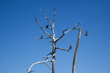 Anhinga Tree 2
