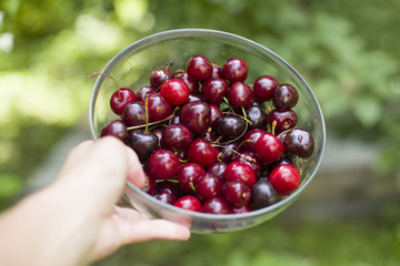 Hand holding a bowl with fresh red cherry berries on green natural background