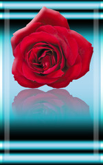 Red Rose Macro Isolated against the Neon blue Background