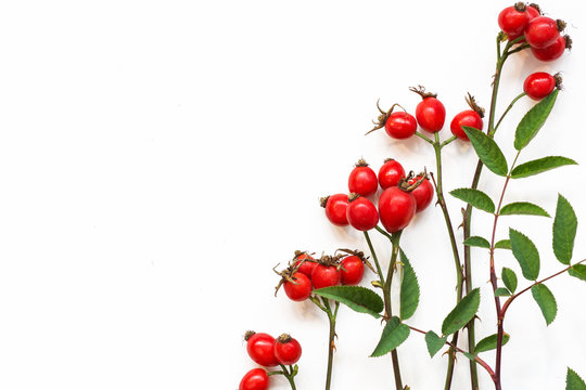 bunch of fresh dog rose on white background. Different types Rosa canina hips - selective focus. room for text 