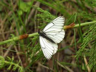 Black-veined White butterfly