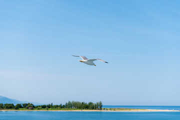 Seagull ( sea mew ) flying around the ferry boat to greek island Thasos
