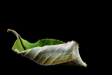Fototapeta premium Dry green leaf