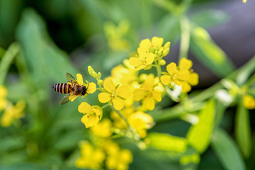 Closeup bee eating nectar on the small yellow flowers of Sinapis Arvensis or Wild Mustard