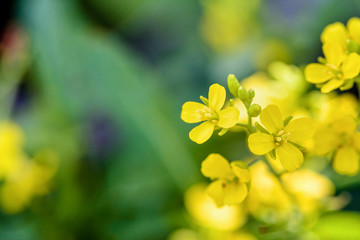 Closeup beautiful small yellow flowers of Sinapis Arvensis, Wild Mustard, Brassica or Charlock on green blur background