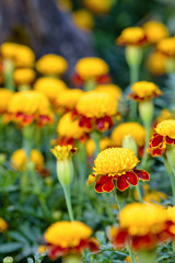 Beautiful group yellow and red flowers of Tiger Eye Marigold or Tagetes Patula in plantation