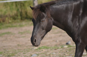 Obraz premium dark horse