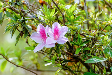 Beautiful white flower with pink stripe at tree of George Taber Azalea on the mountains in northern Thailand.