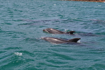 Dolphins