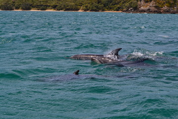 Fototapeta premium Dolphins