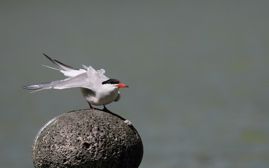COmmon Tern, Lagoa das Furnas, Sao Miguel, Azores, Portugal