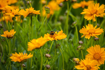 Hummel auf der Wiese