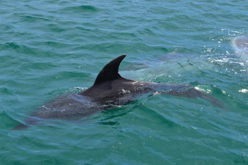 Obraz premium Dolphins