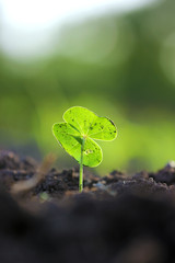 Small cotton plant, Born Concept