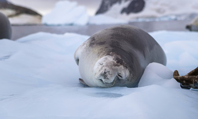 Sleeping seal laying in the snow amid the sea and icebergs. Andreev.