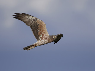Obraz premium Montagus harrier (Circus pygargus)