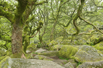 Wounded trees covered with moss in fairytale wistman's forest in dartmoor national park
