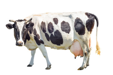 Black and white cow with a large udder isolated on white background. Spotted funny cow full length isolated on white. Farm animals - obrazy, fototapety, plakaty