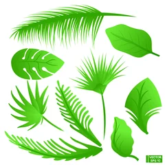 Fototapete Tropische Blätter Stellen Sie Blätter von tropischen Bäumen ein.