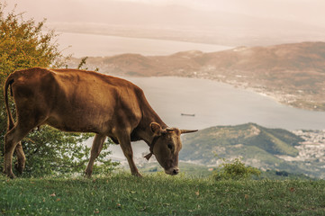 Cows graze on a meadow of mountain at sunset of Greece. Cow on the mountain opposite the Greek city of Volos.