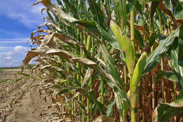 Corn Ready for Harvest: Rows of corn await harvest under September skies in Southern Wisconsin.