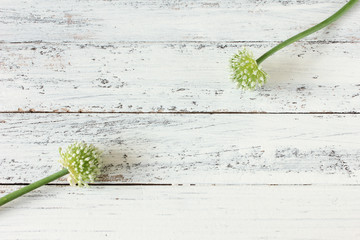 Zwiebelblüte Blüten Zwiebel Blüte Tisch Overhead Textfreiraum