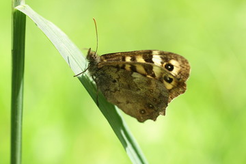 Obraz premium Papillon diurne