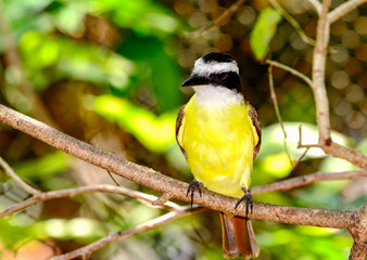 Great Kiskadee (Pitangus sulphuratus), a large tyrant flycatcher perched on branch