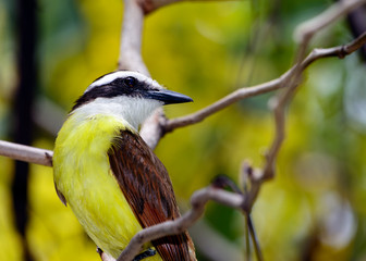Great Kiskadee (Pitangus sulphuratus), a large tyrant flycatcher, looking right.
