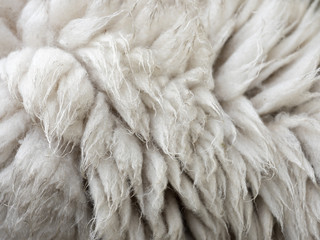 closeup of sheepskin on living sheep