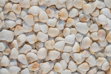 Lot of shells of different sizes