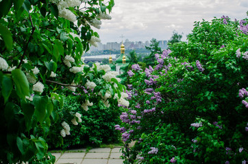 Group of Pink Frangipani isolated on White