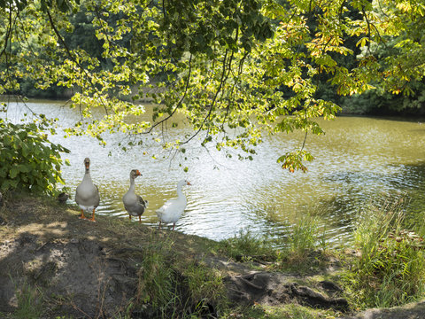 three geese stand near pond in beautiful sunlight under chestnut tree