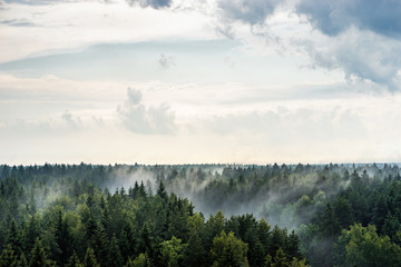 Foggy forest after rain. Ecology. Evaporation of moisture from the forest. High angle landscape view of woods horizon 